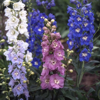 Picture of Delphinium Garden Hybrid - Crown Mixture